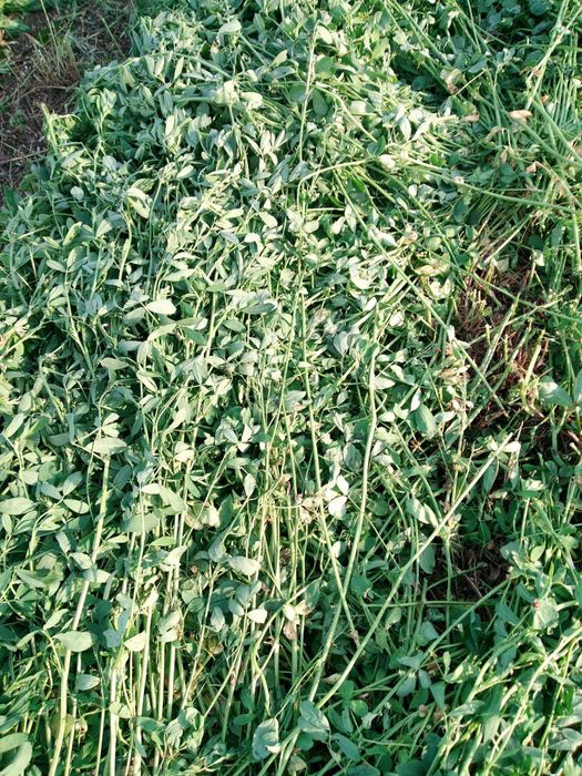 Vand baloti de lucerna curata