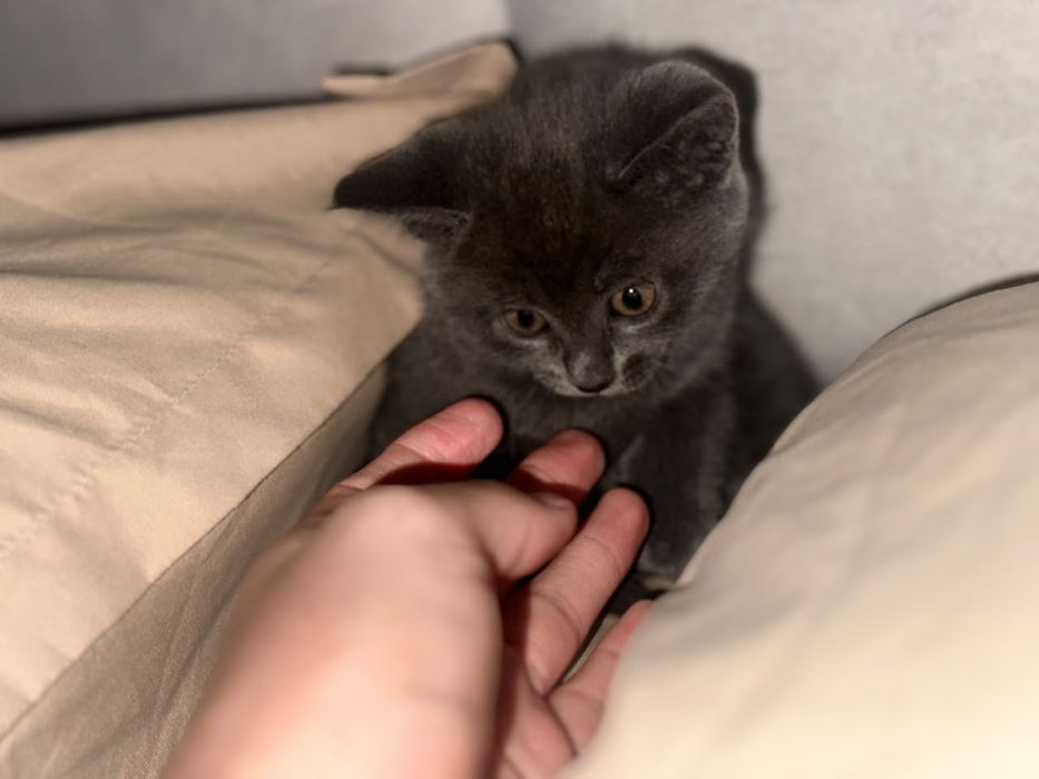 Котенок 1месяц..