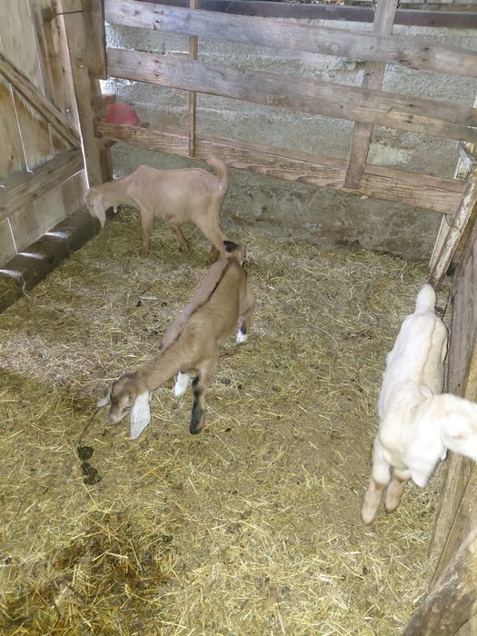 De vînzare ieduțe anglonubiene