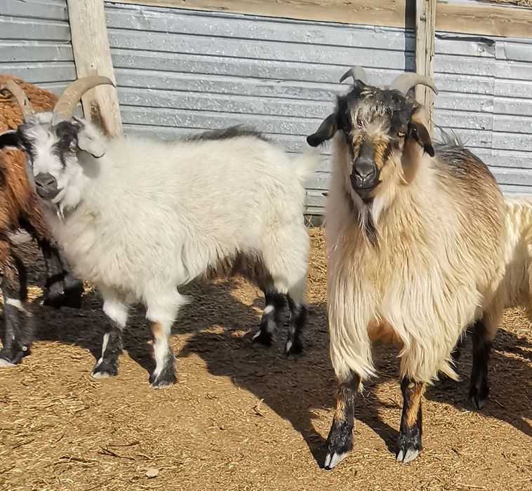 Ешки сатылады срочно