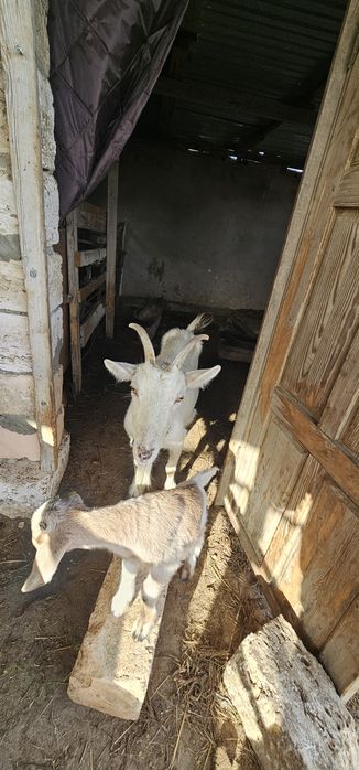 Занен ешкісі 2 лағымен