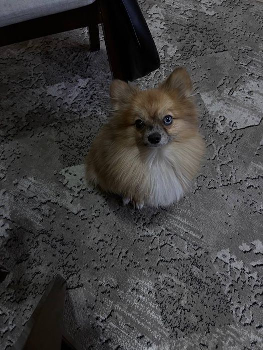 Пропала собака !!!