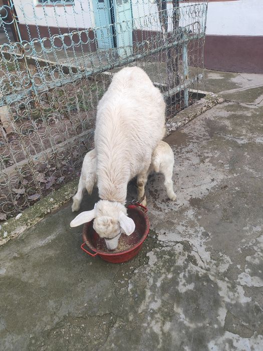 Занен (Заанен) ешкі сатылады
