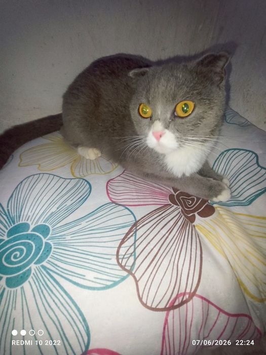 Zotdor: orginal (Scottish Fold)