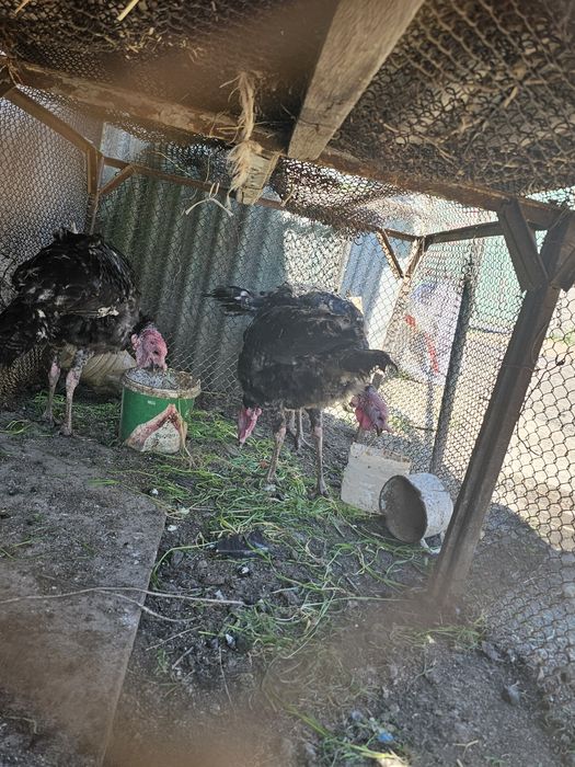 Үндік сатылады ундюк