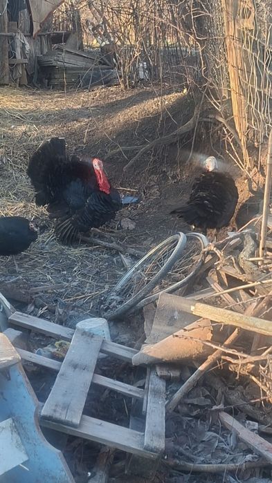 Индюки самцы.            .