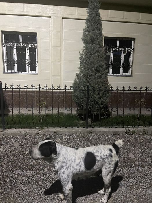 Собака 2 год