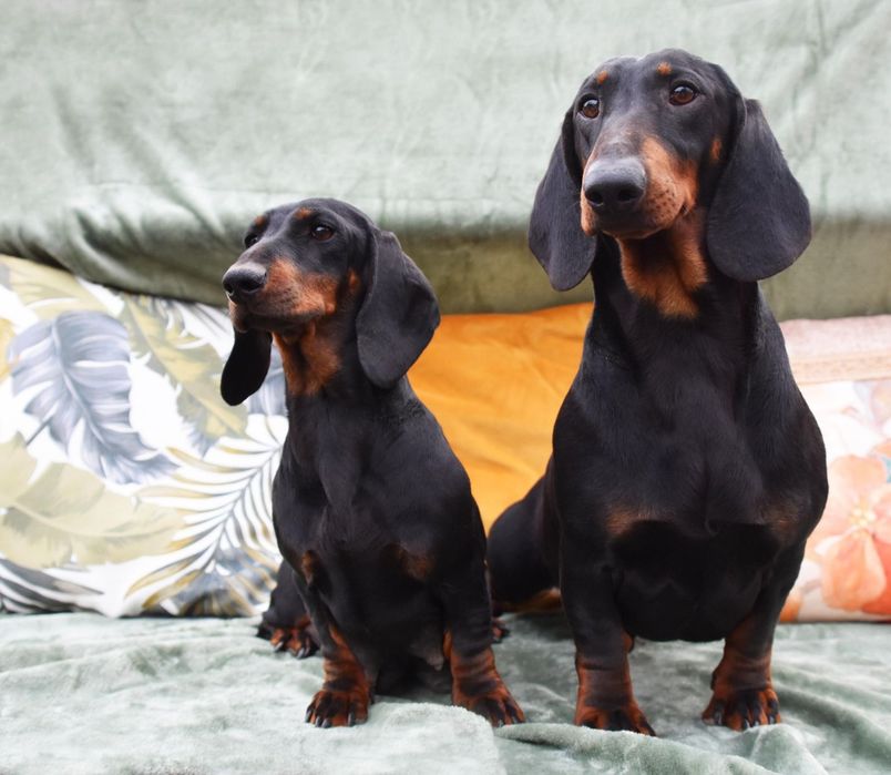 Catelusi teckel pedigree