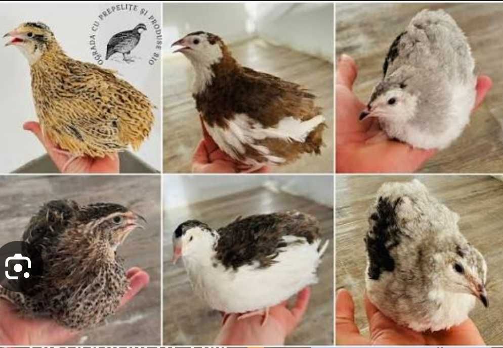 Oua prepelite incubat!