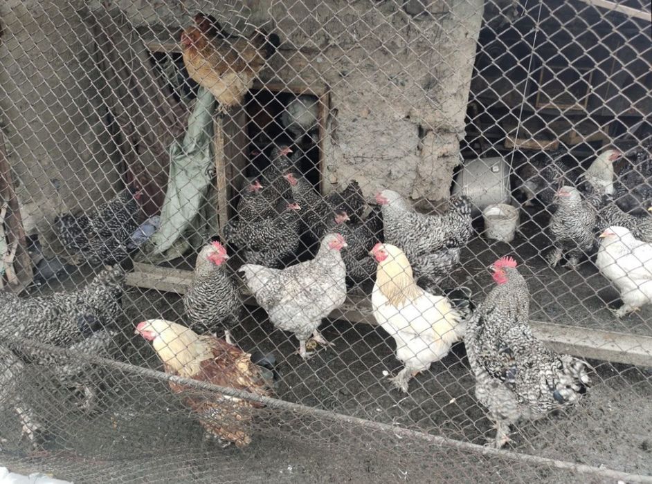 Продам курей и питухей