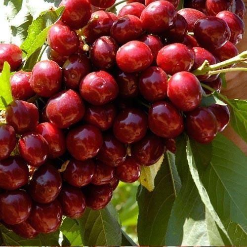 Karlek hamda polkarlik kuchatlarimiz bor