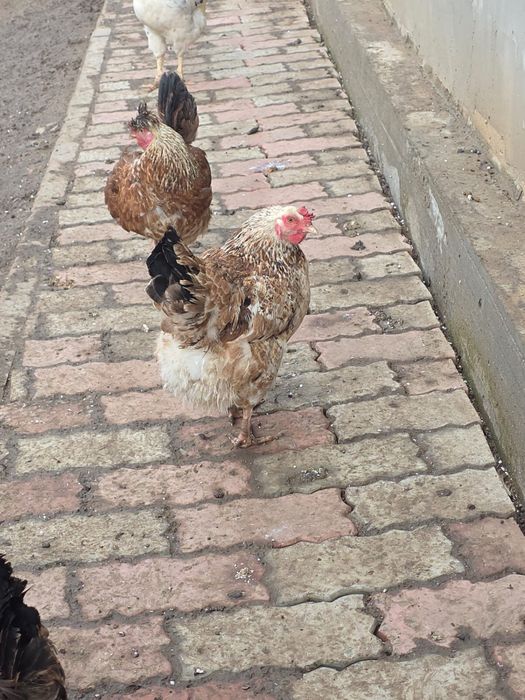 продам петухи куры