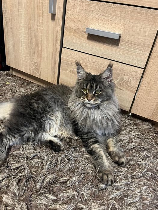 Femela Maine Coon Drept de REPRODUCERE PEDIGREE