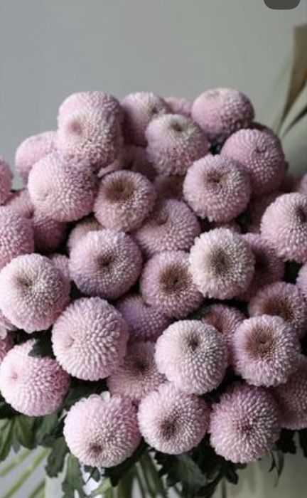 Момоко цветы свежые