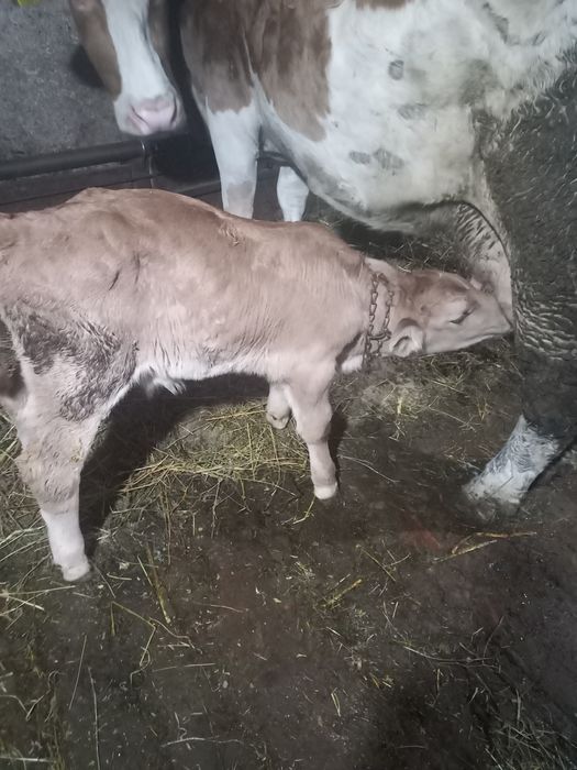 Vând vitel de o săptămână