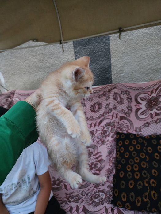 Котёнок..мысық.3000