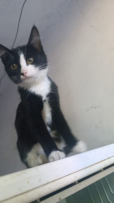 Котята 3 мес в добрые руки