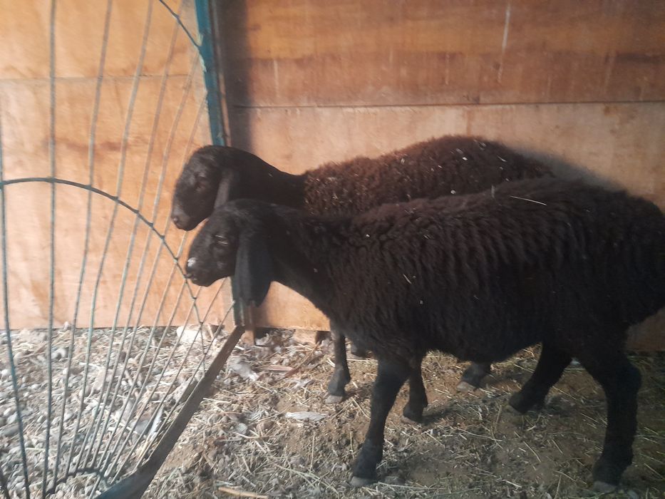 Токтылар сатылады