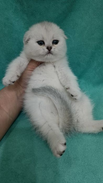 Продаются котята