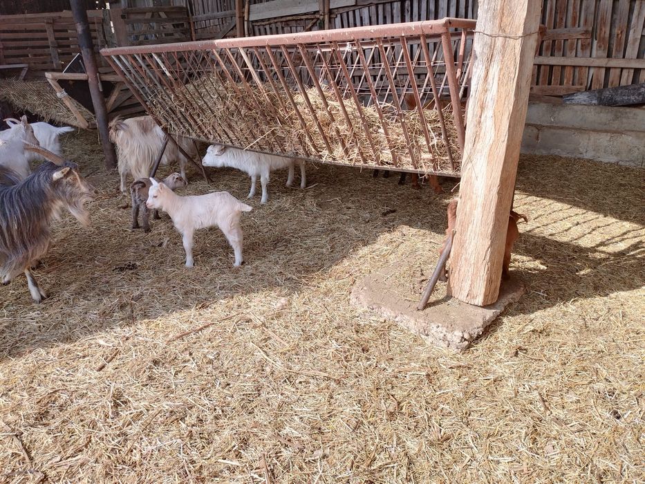 Capre cu iezi de vanzare