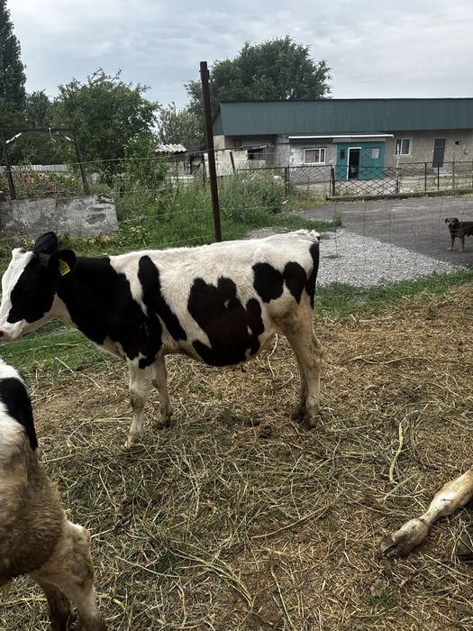Продам бычки породы голштейн