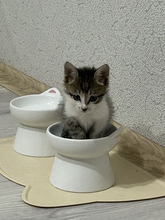 Котенок в добрые руки