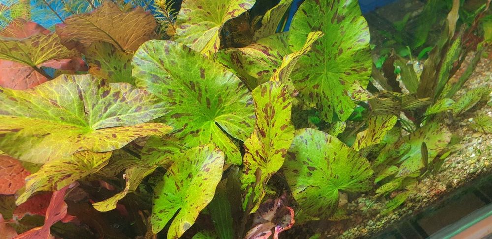 Продаётся аквариумные  растение,  тигровая нинфея на средний план. ...