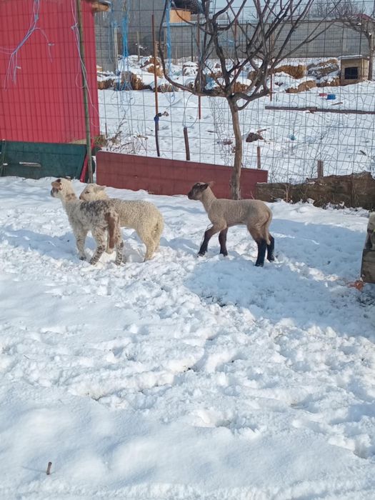 Vand 19 oi si 6 capre