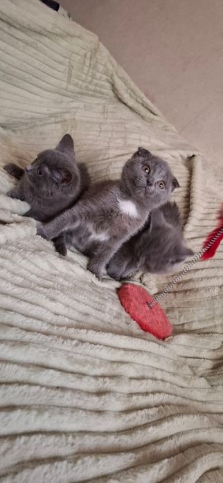 Шотландские котята
