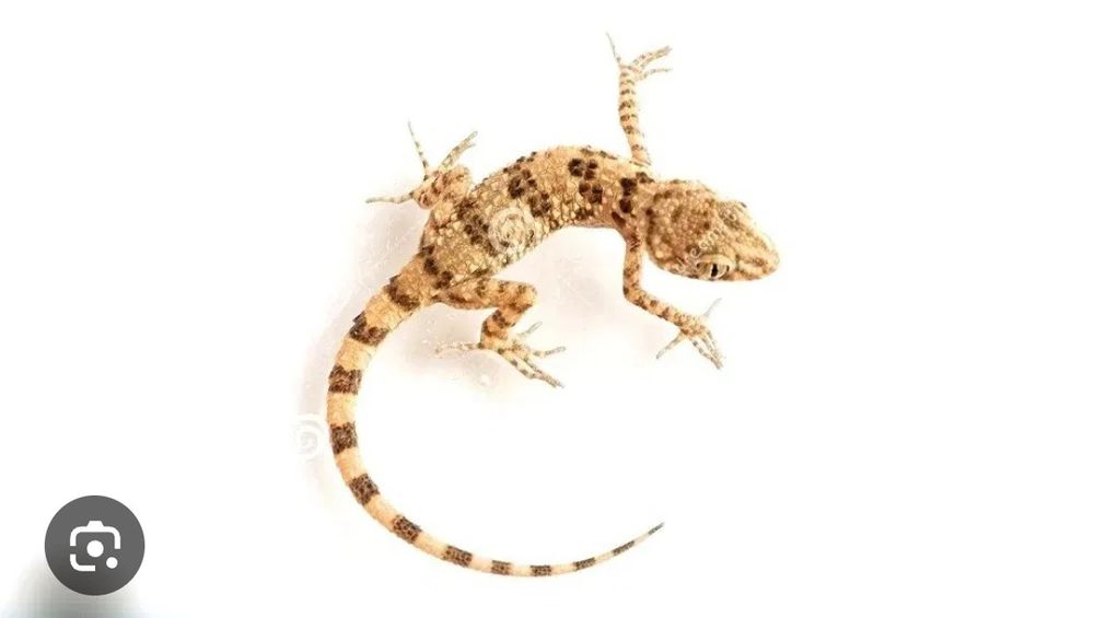 Калтакесак дори, Kaltakesak dori