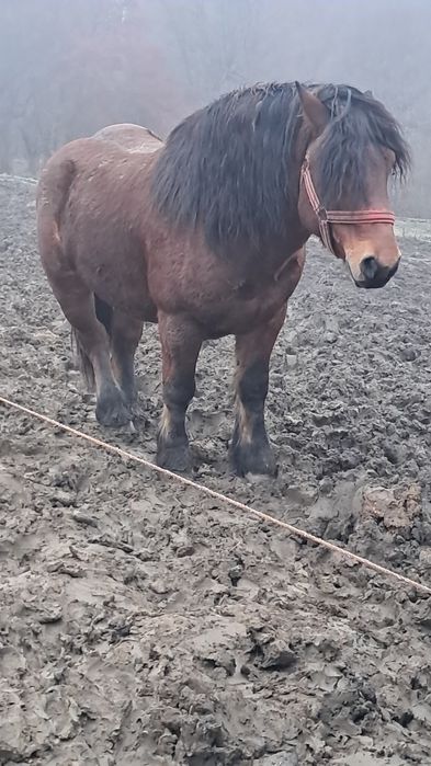 Armasar de 4 ani disponibil!