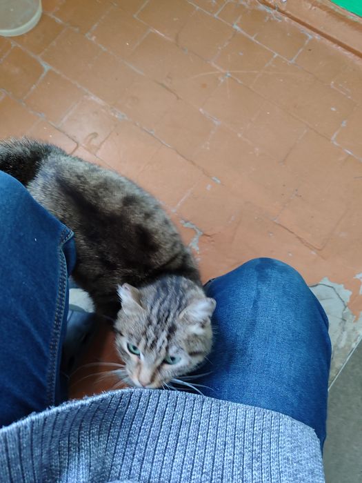 Молодая кошечка ищет дом