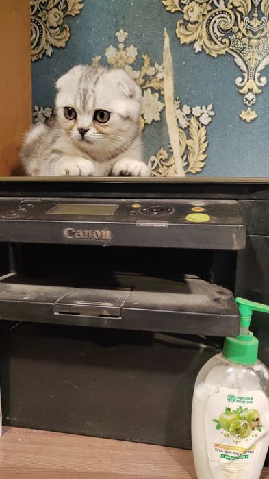 Продам котят шотландцев