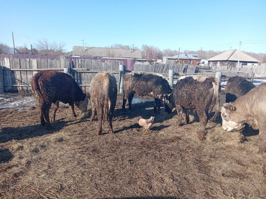 Продам Бычков   .