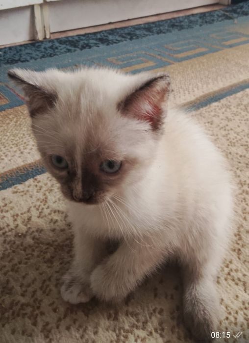 Отдам  котенка приученного