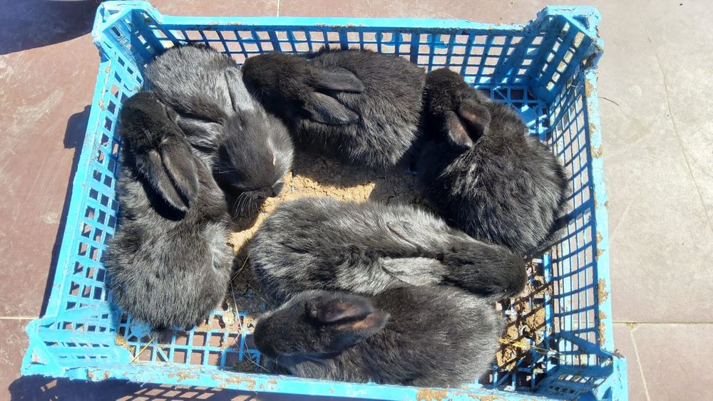 Крольчата, кролики, кролик