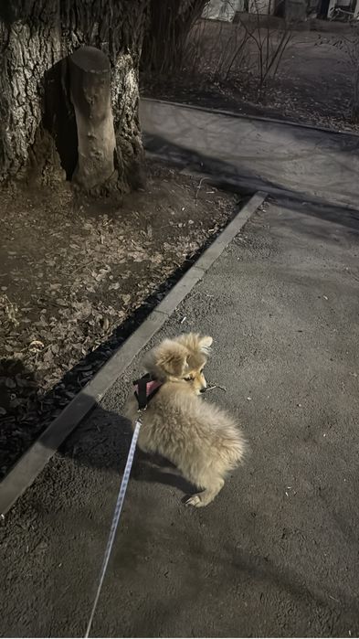 Отдам в доьрые руки немецкого шпица