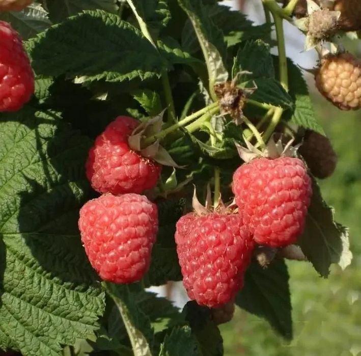 Продам саженцы малины