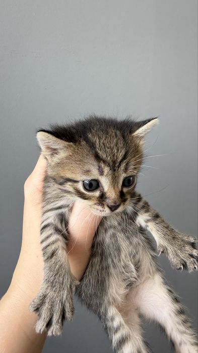 Бесплатно котята