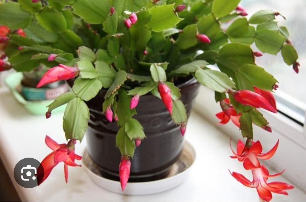 Декабрист красный