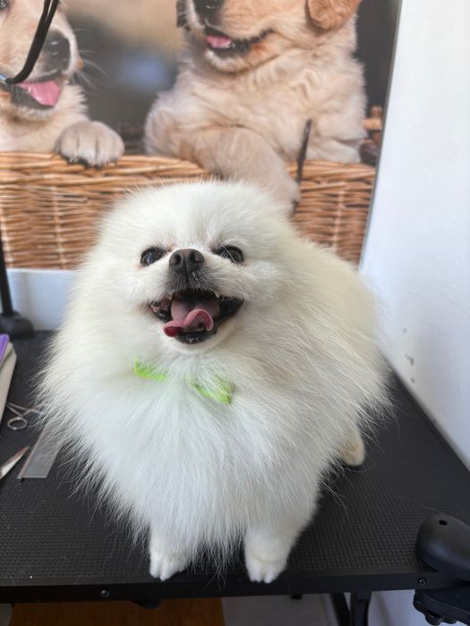 Servicii de grooming canin