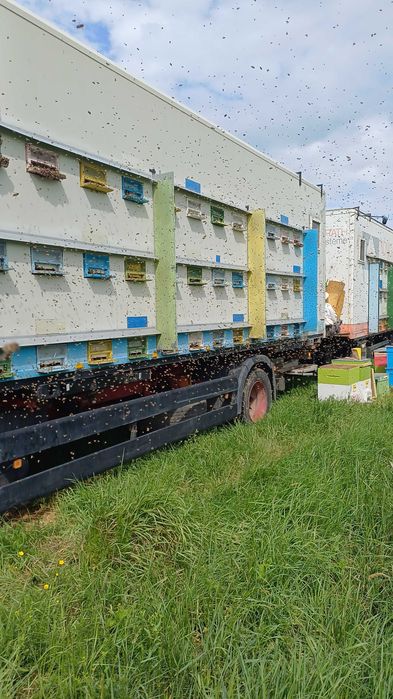 Miere de rapiță 100%