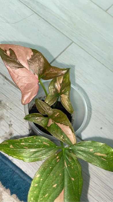 сингониумы по 500 тенге