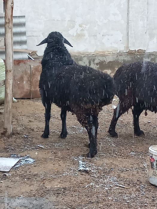 Qoy sotiladi кой сотилади