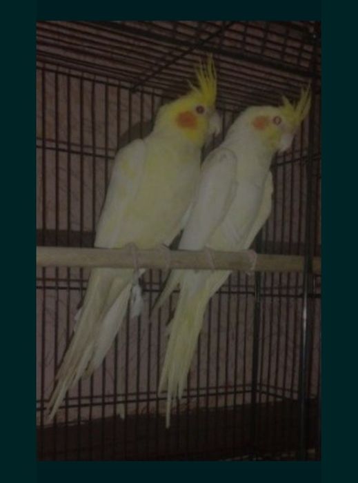 Papugay... Karella... sotiladi...