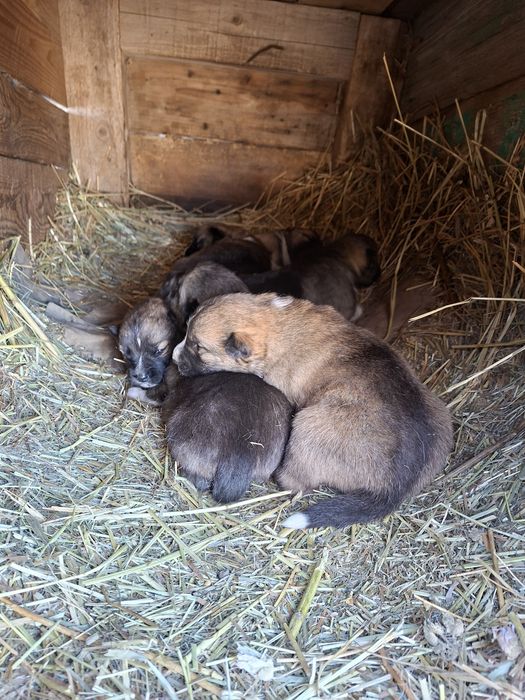 Щенки породы Лайка