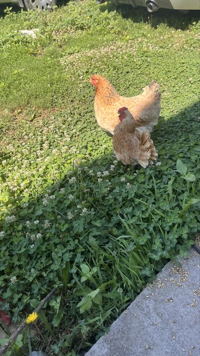 Cocos sebright chamois