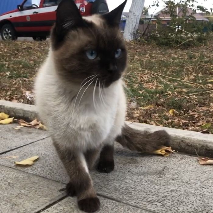 Сиамский Кот Ласковый Домашний