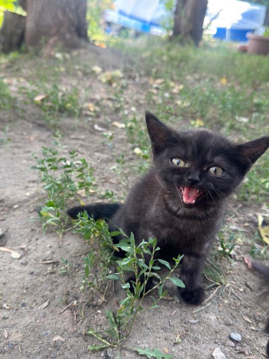 Отдам котенка в добрые в руки