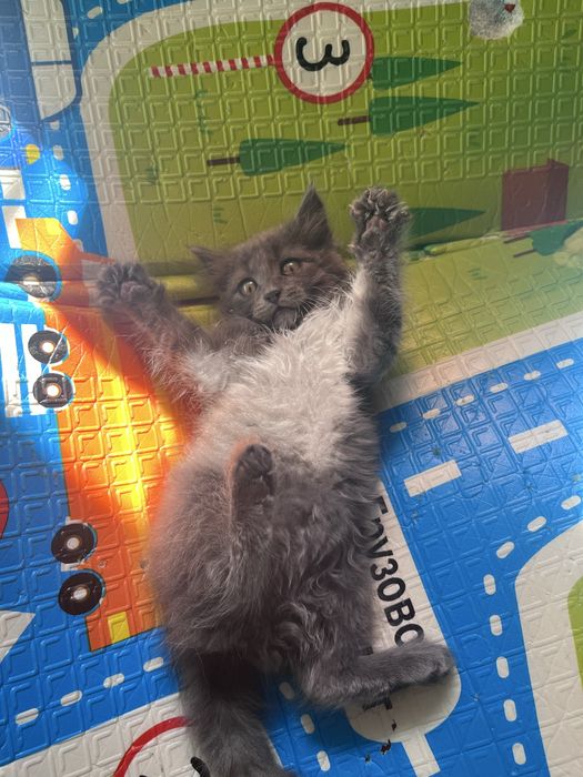 Отдам котенка в добрые руки